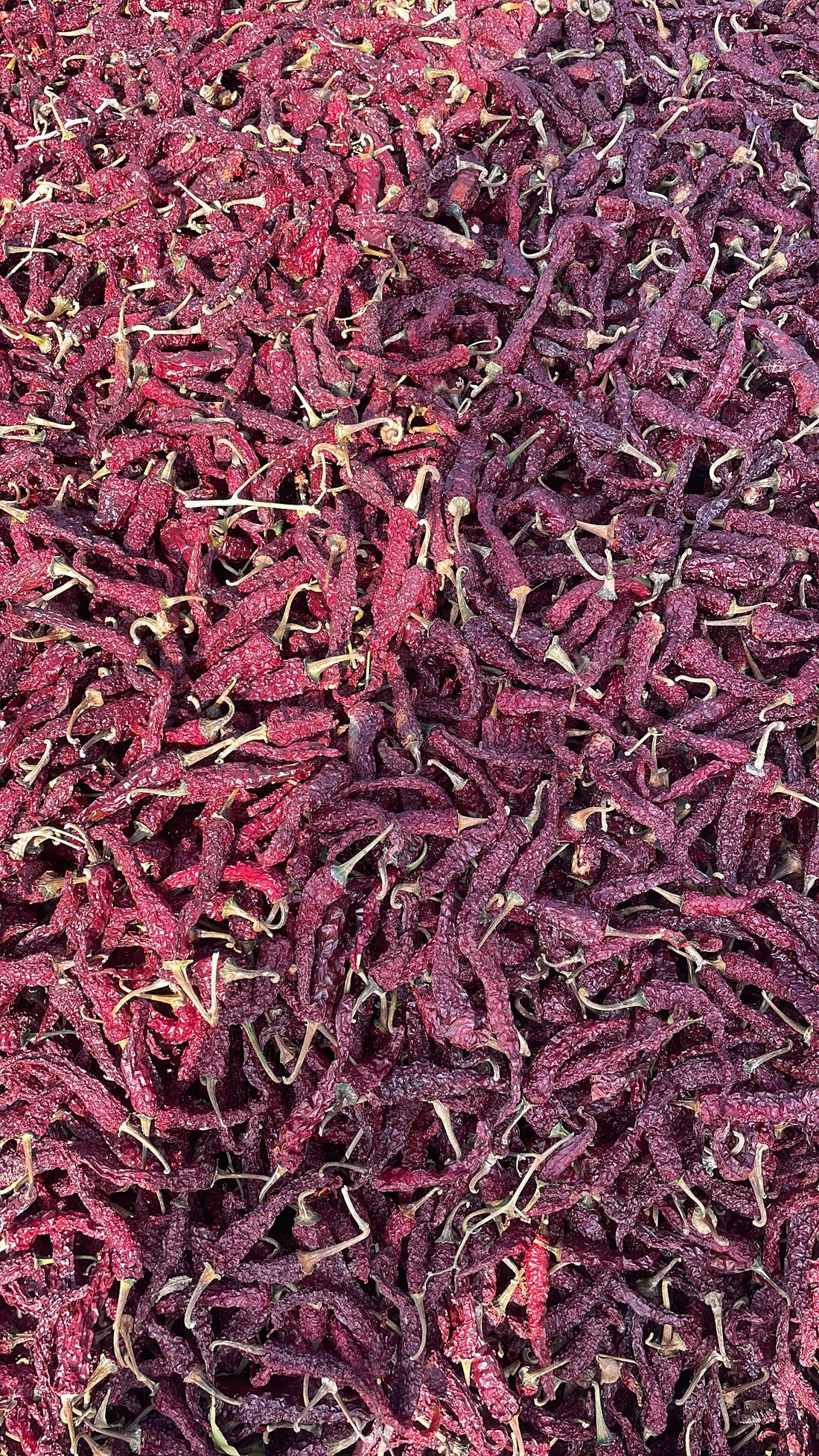 Kashmiri Dabbi Chillies Market Report - 2026